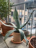 Agave Americana Innenstadt - Köln Altstadt Vorschau