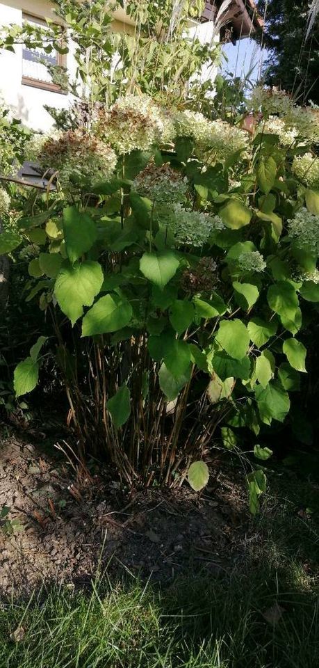 ✔️Garten: Hortensie, 5er Blüten, Ballen in Obergurig