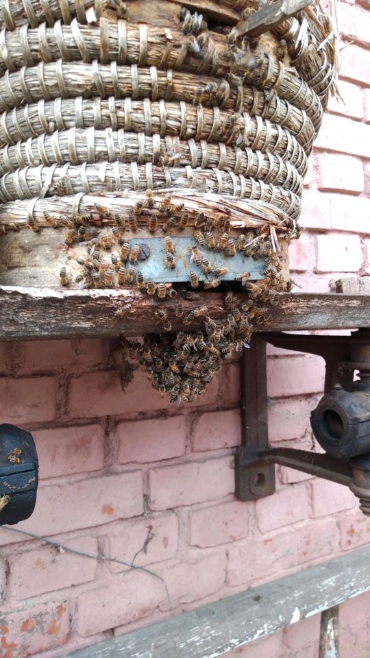 Bienenschwarm,Bienen einfangen in Bad Langensalza