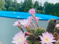 Echinopsis Ableger im Tontopf Saarland - Heusweiler Vorschau