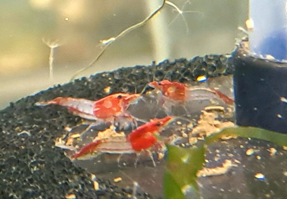 Red Rili Garnelen Zwerggarnelen Neocaridina Rot in Hattingen