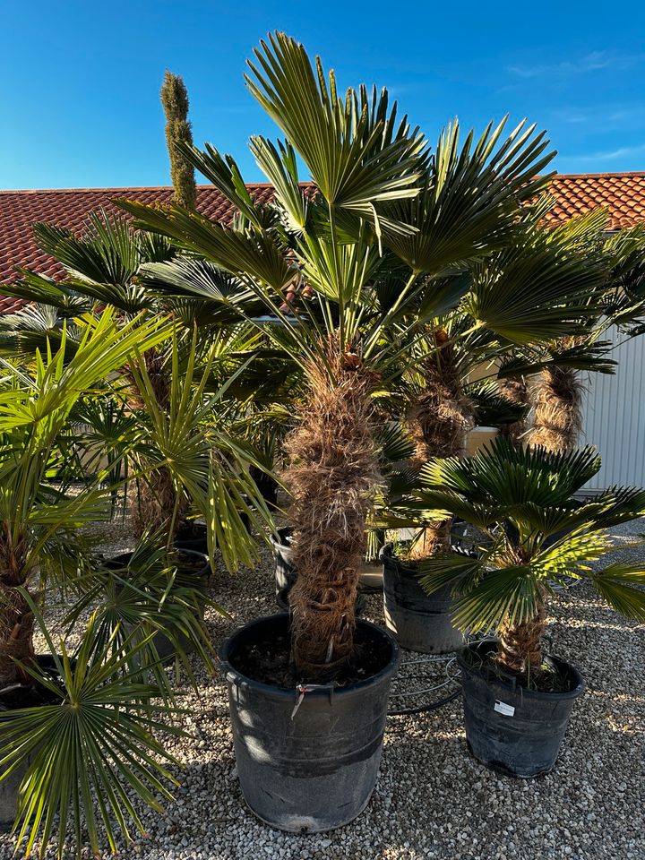 Hanfpalme Trachycarpus „Wagnerianus“, frosthart in Straußfurt