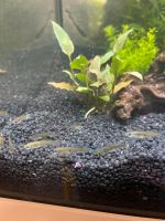 Endler Guppy Weibchen / 5 Stück München - Bogenhausen Vorschau