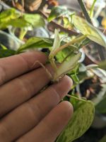 Philodendron hederaceum variegated Rheinland-Pfalz - Bellheim Vorschau