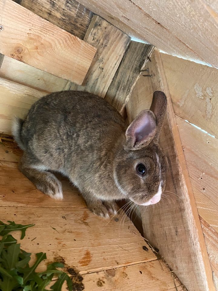 Zwergkaninchen in Gilten