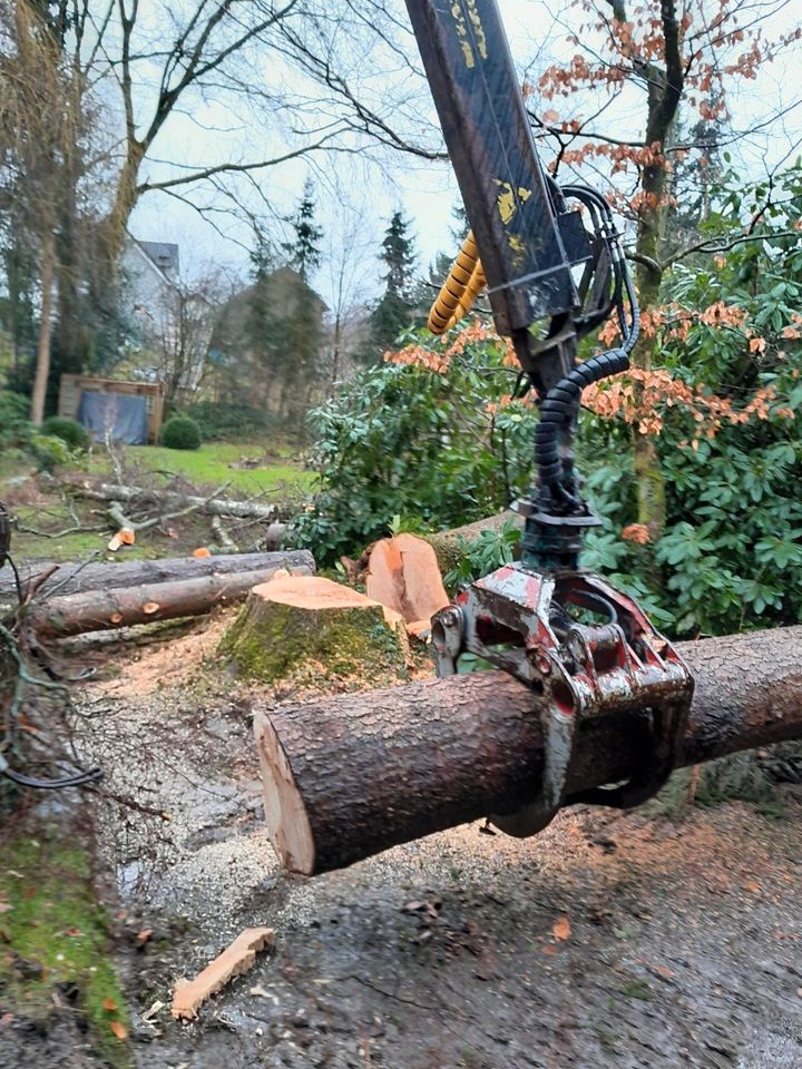 Holzernte, Gefahrbaumfällung Holzrückung in Marienheide