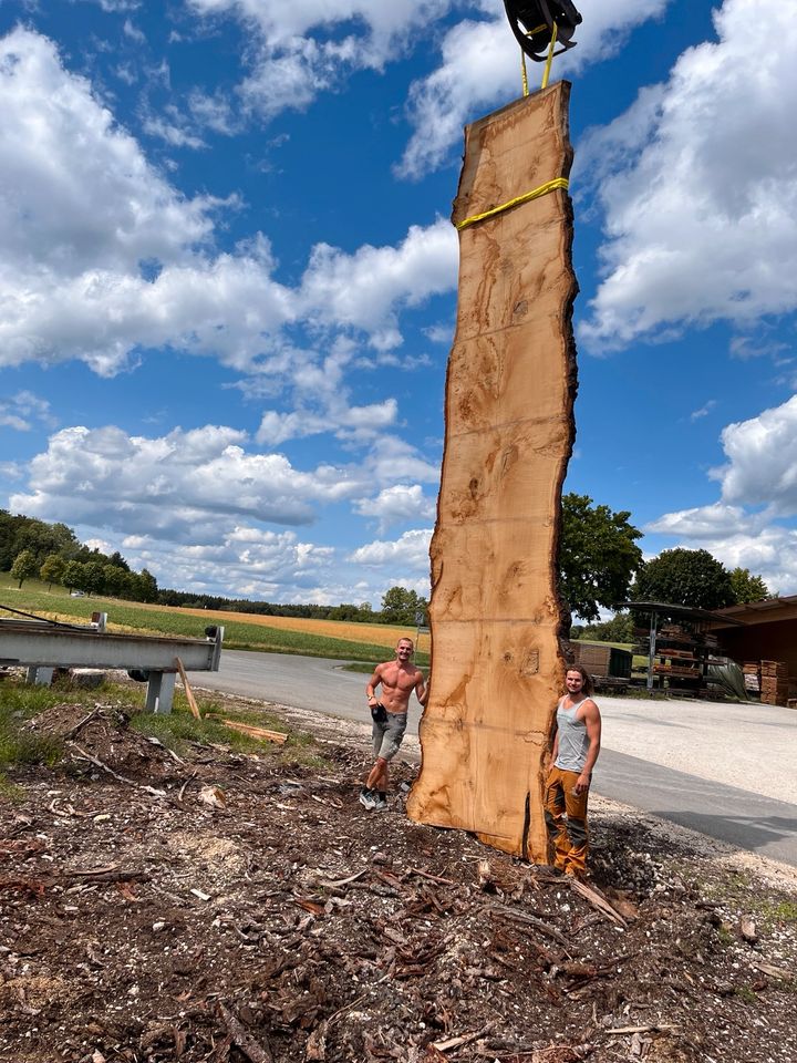 XXL Holzplatte Eichenbohle Tischplatte Walnuss Rüster Baumscheibe in Gomadingen