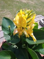 Canna, indisches Blumenrohr, gelb, Jungpflanzen Nordrhein-Westfalen - Everswinkel Vorschau