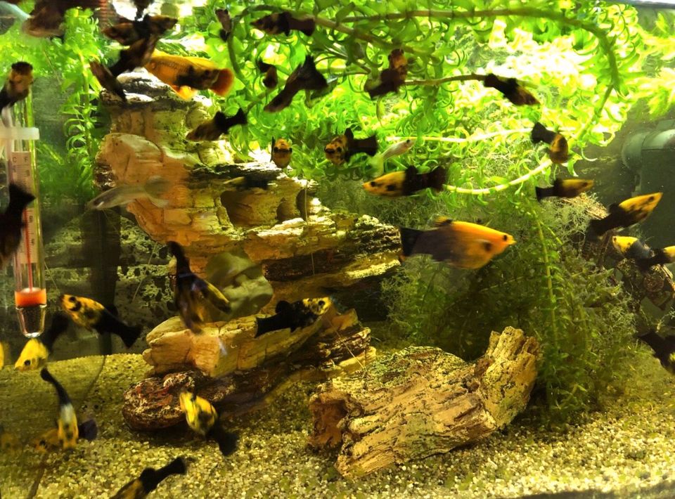 Mollys Aquariumfische (Gold-schwarz) in Berlin