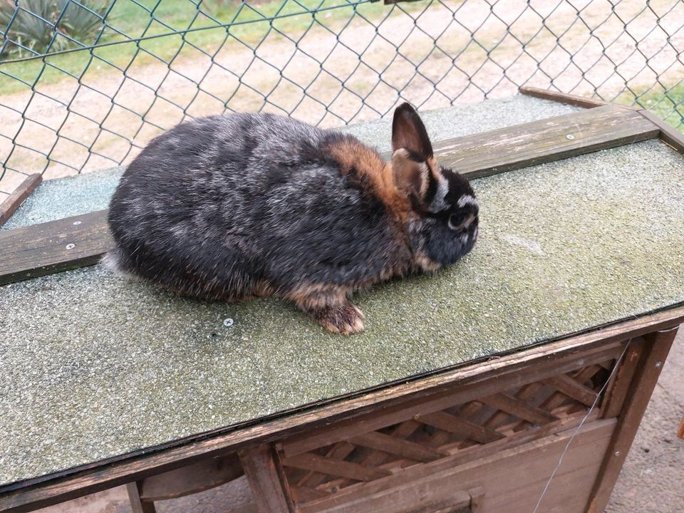 Kaninchen ‼️ Kastriert ‼️ in Birkenau