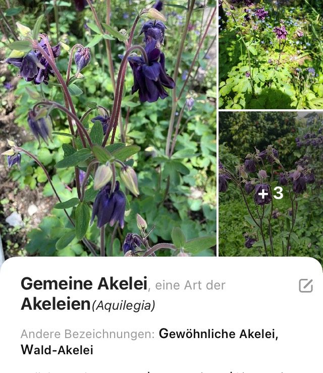 Gemeine Akelei Pflanze in Rostock