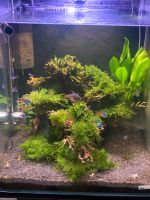 Aquarium 60 Liter Nordrhein-Westfalen - Oberhausen Vorschau