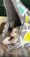 Farbratten Welpen Ratten Babys Nordrhein-Westfalen - Langenfeld Vorschau