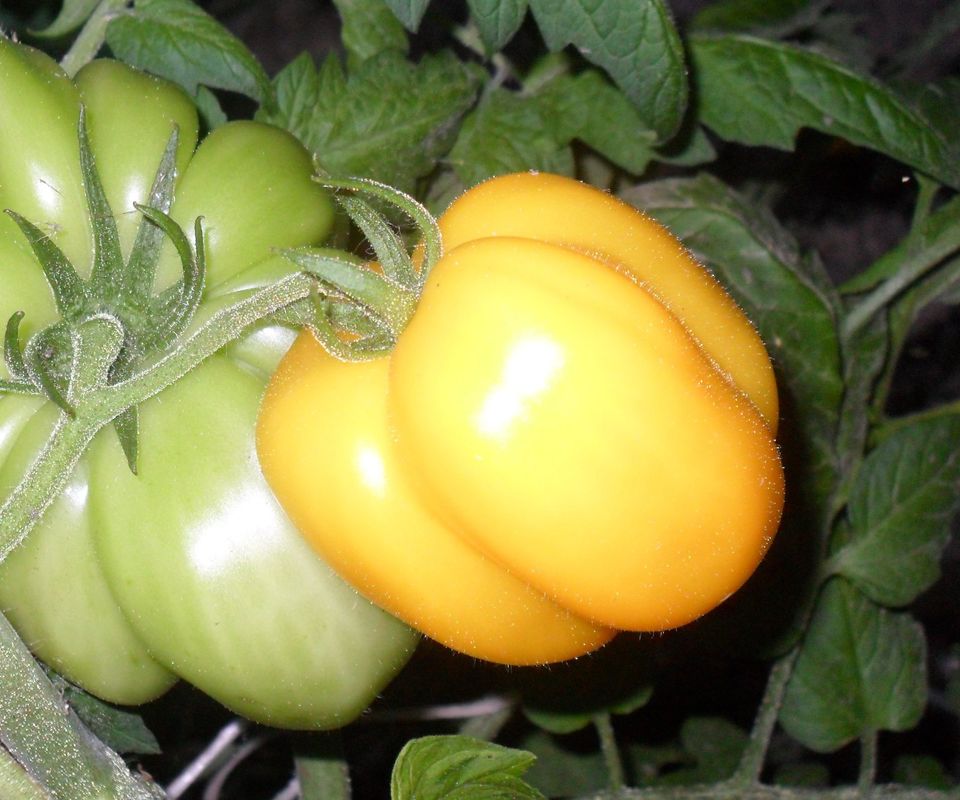 Tomaten Samen, Bohnen, Melonen, Gurken, seltenes Gemüse, Samen in Duisburg
