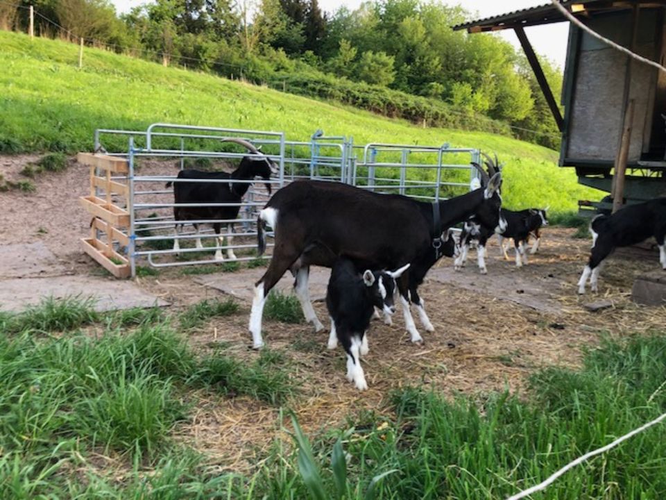 Bündner Strahlenziege mit 2 Kitz in Schorndorf