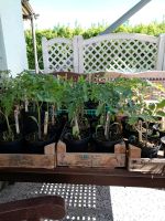 Tomatenpflanzen verschiedene Sorten alle Samenfest keine Hybriden Sachsen - Delitzsch Vorschau