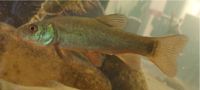 2x Grünschleie Tinca tinca Doktorfisch Schleie 9-20cm Aquarium Baden-Württemberg - Hambrücken Vorschau