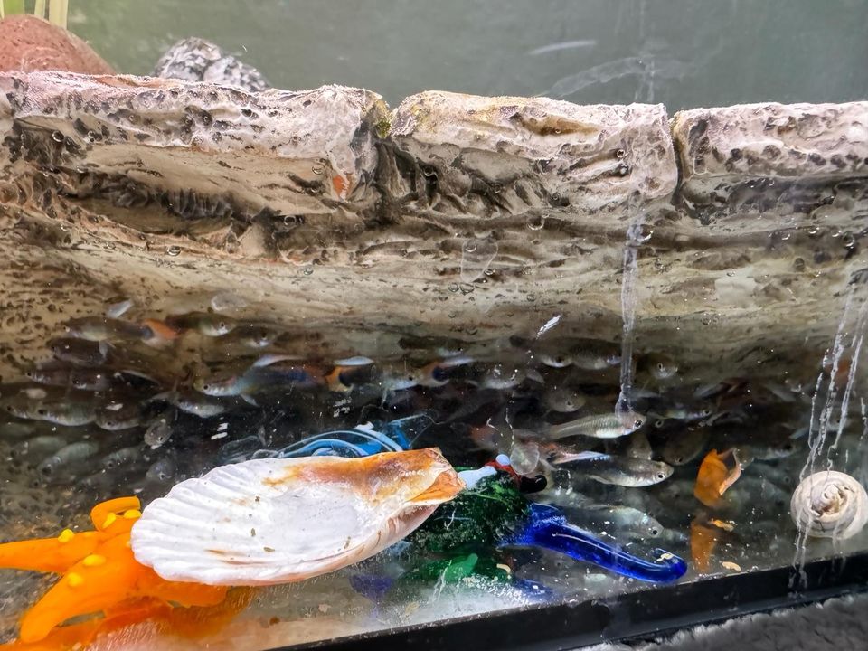 2 Aquariums mit Zubehörartikelen ca.100 Fische in Gettorf