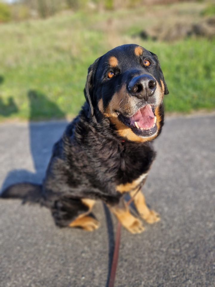 Tierheim: Berner Sennen-Mix Oskar sucht seine Familie in Wiesenburg/Mark