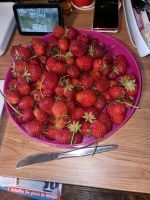 Frische Erdbeeren Aus eigenem Garten Niedersachsen - Hessisch Oldendorf Vorschau