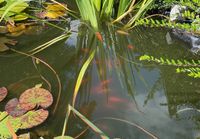 Goldfische Rheinland-Pfalz - Pracht Vorschau