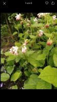 Bodendecker u. A. weißer Beinwell Gartenstaude bleibende Pflanzen Rheinland-Pfalz - Mainz Vorschau
