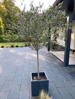 Olivenbaum mit Kübel Brandenburg - Kyritz Vorschau