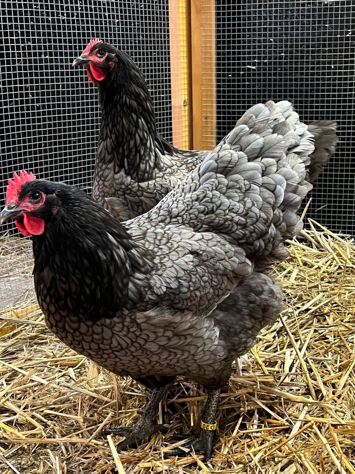 Bruteier Brahma Amrock Deutsches Lachshuhn Australorp in Finnentrop