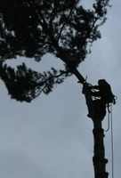 Wiesenburg: Baum-Fällungen auch stückweise Brandenburg - Wiesenburg/Mark Vorschau