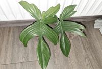 Philodendron Florida ghost Ableger Nordrhein-Westfalen - Bergisch Gladbach Vorschau