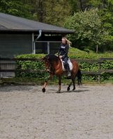 Pferd sucht Reitbeteiligung/oder auch Pflegebeteiligung Nordrhein-Westfalen - Langerwehe Vorschau