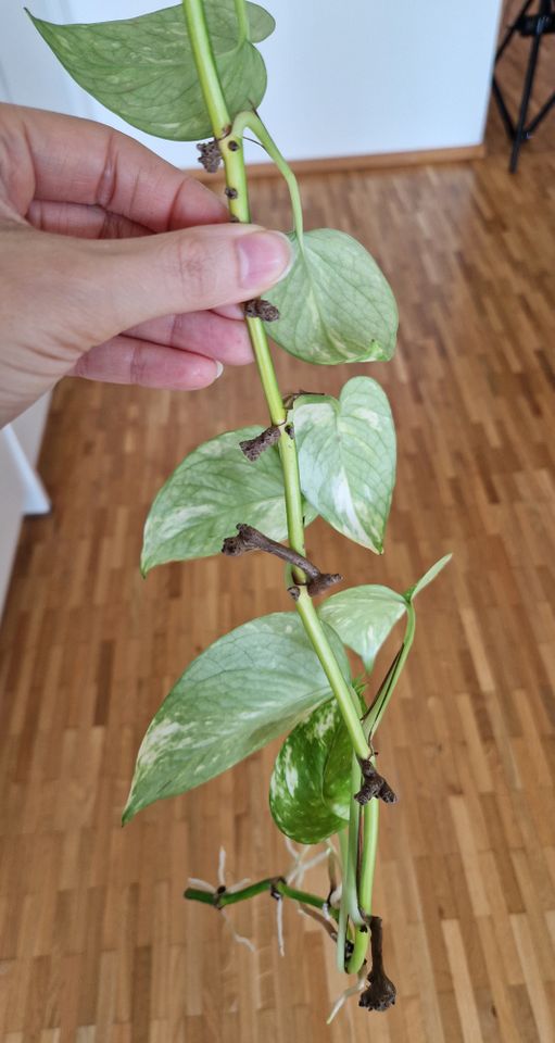 Ableger bewurzelt, Efeutute gold, Epipremnum aureum in Hamburg