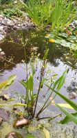 Froschlöffel, Teichklee Wasserpflanzen Kreis Ostholstein - Heiligenhafen  Vorschau