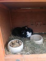 Kaninchen/Hase Benni sucht dringend ein neues Zuhause Hessen - Aßlar Vorschau