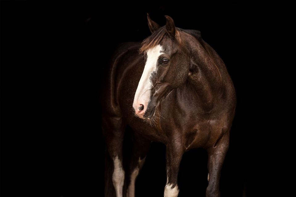 Gangpferd sucht Reitbeteiligung oder Pflegebeteiligung in Rietberg