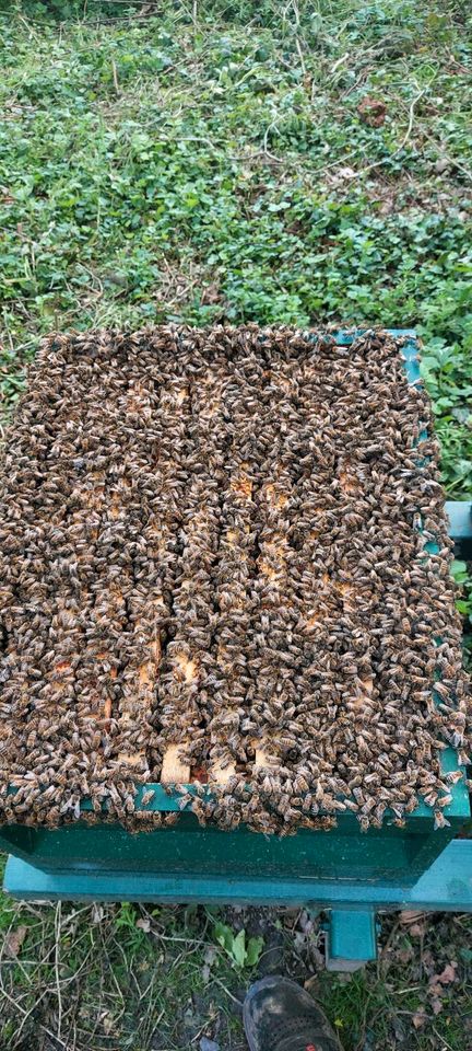 Dunkle Biene ,Heimatbiene, Bienenkönigin in Aachen