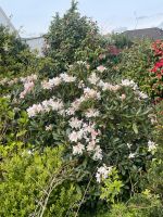 Rhododendron 2x Niedersachsen - Hemmoor Vorschau