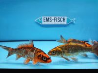 Shining Koi 14-16cm (Karpfen, Wimpelkarpfen, Albino, Waller) Niedersachsen - Fürstenau Vorschau