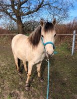 Liebe Stute, gerade 3 jährig, Norweger Mix, Ponystute Schleswig-Holstein - Alt Duvenstedt Vorschau