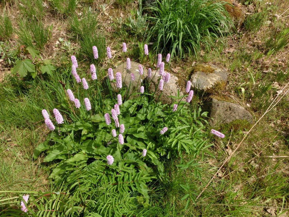 Schlangenknöterich Bistorta officinalis `Superbum` in Schapen