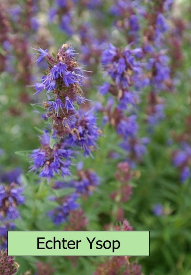 Echter Lavendel mehrjährig, besonders insektenfreundlich in Alzenau