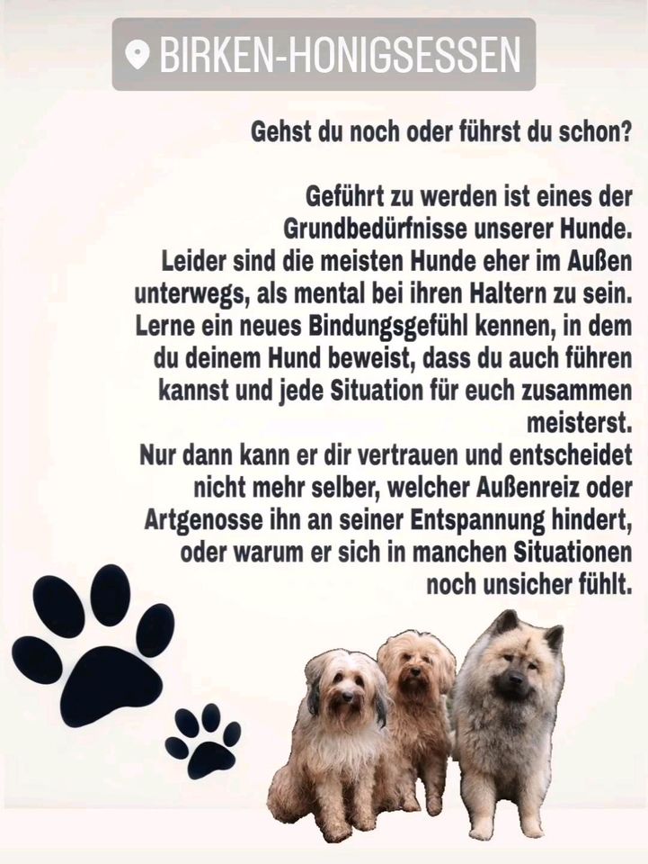 Hundehaltertraining in Birken-Honigsessen