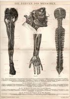 ANTIKE BILDTAFEL – 1889 - ANATOMIE – NERVEN – NERVUS Berlin - Mitte Vorschau