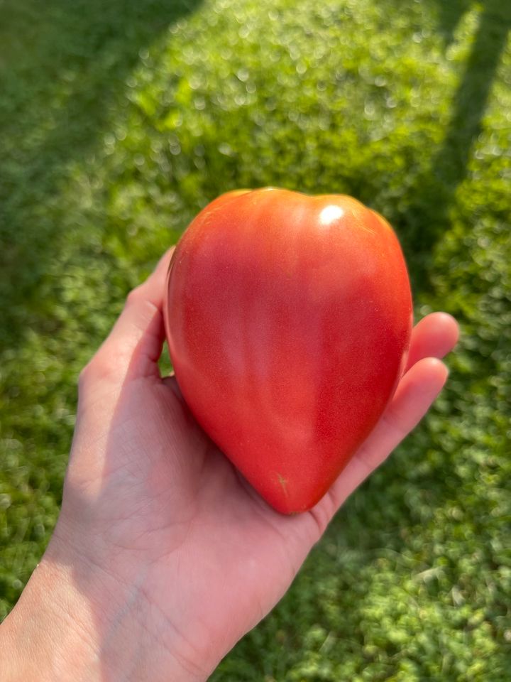 Saatgut Herztomate in Meißenheim