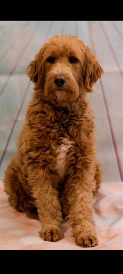 Golden Doodle F2 medium Goldendoodle in Kyritz