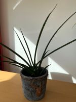 SANSEVIERIA Hanfbogen Baden-Württemberg - Freiburg im Breisgau Vorschau