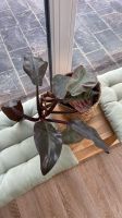 Philodendron Imperial Red Nordrhein-Westfalen - Warendorf Vorschau