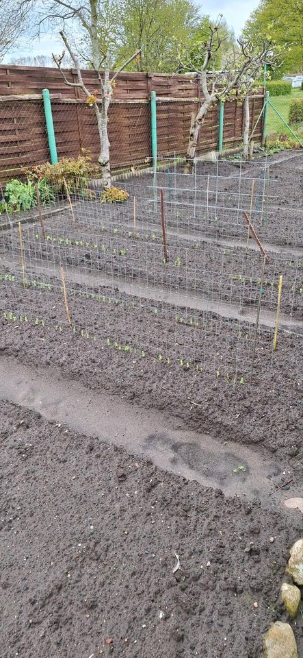 Garten in Gartensparte Vogelsang in Stralsund