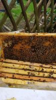 Bienenvölker zum Kauf 120€ VB Nordrhein-Westfalen - Beckum Vorschau
