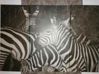 3 Teiliges Zebra bild Nordrhein-Westfalen - Bad Salzuflen Vorschau